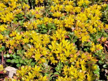 Sedum floriferum Weihenstephaner Gold Garten Fettblat